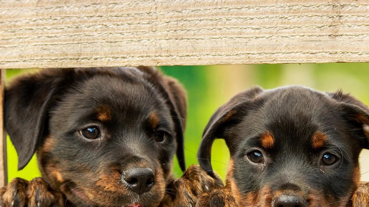 뉴스 추천 알고리즘의 구조와 편향성 해석