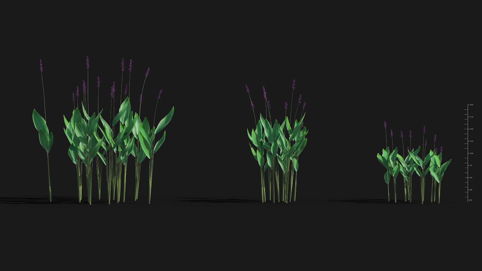 Maxtree - Plant Models Vol.29