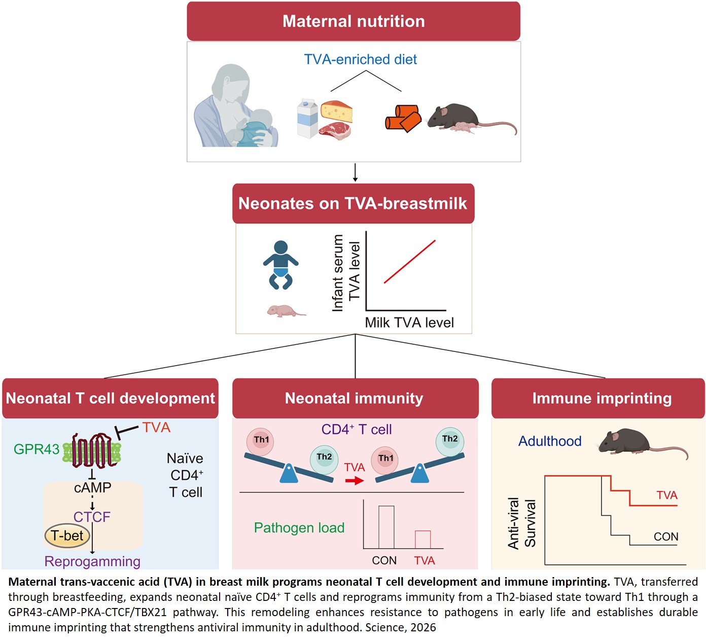 Nutrient in breast milk that shapes immune development