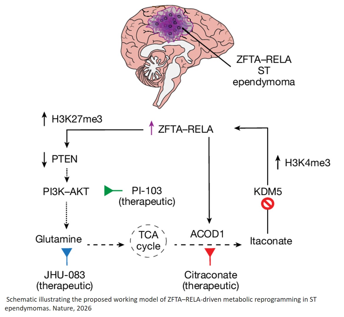 ZFTA–RELA ependymomas make itaconate to epigenetically drive fusion expression