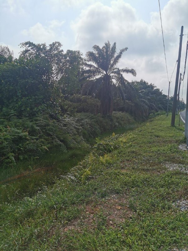 Tanah Pertanian 2.9 Ekar Olak Lempit — Olak Lempit, Banting, Selangor