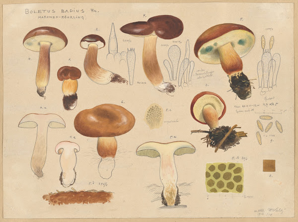 Boletus badius Fr 1915 1945