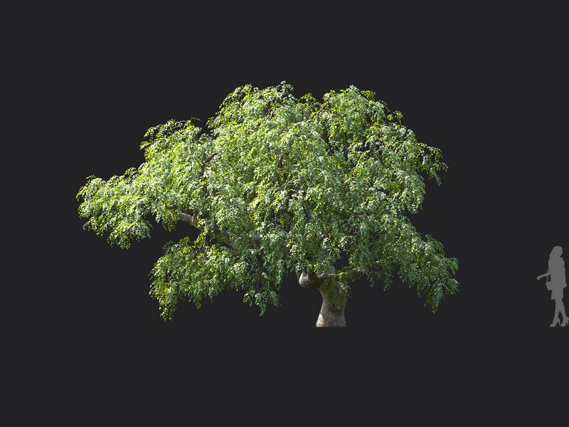 Maxtree - Plant Models Vol.124