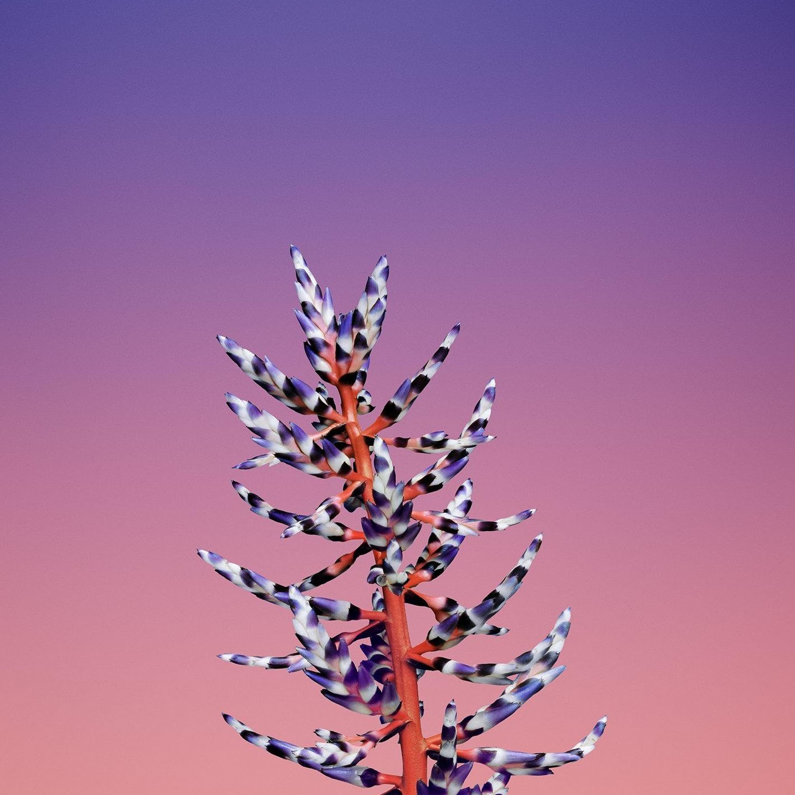 Download Ios, Iphone, Ipad, Ipod Full HD