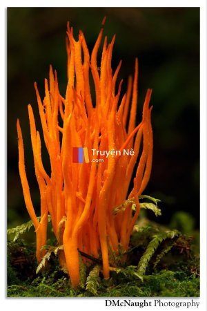 Cơn Bão Từ Nấm Dược Liệu