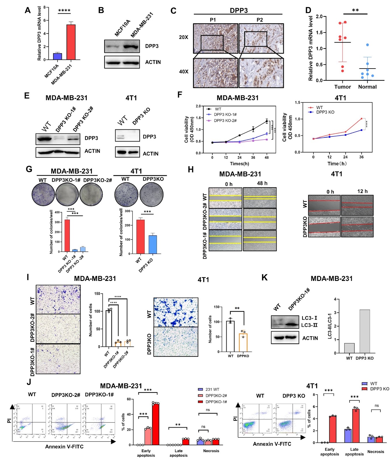 DPP3 promotes breast cancer tumorigenesis by stabilizing FASN and promoting lipid synthesis