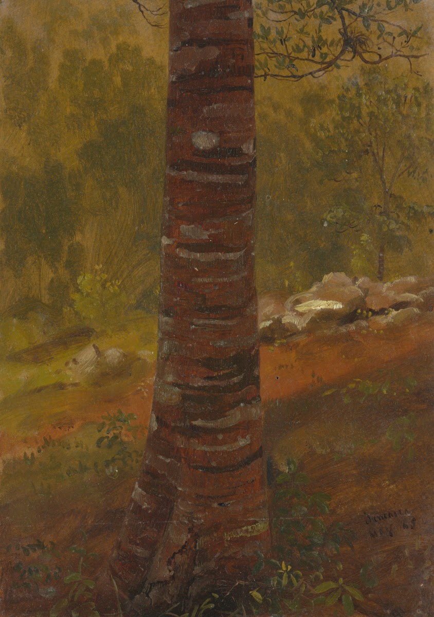 Tree trunk 1865
