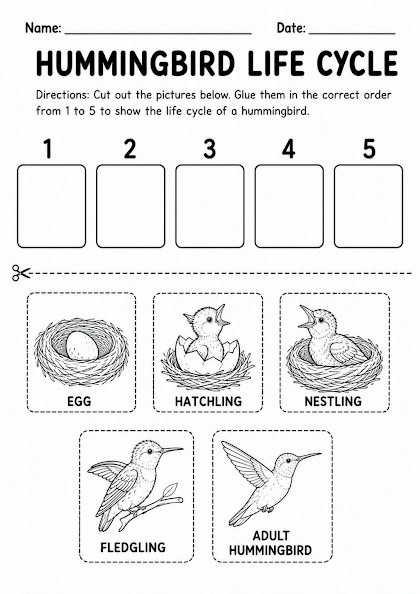Hummingbird Life Cycle Worksheet