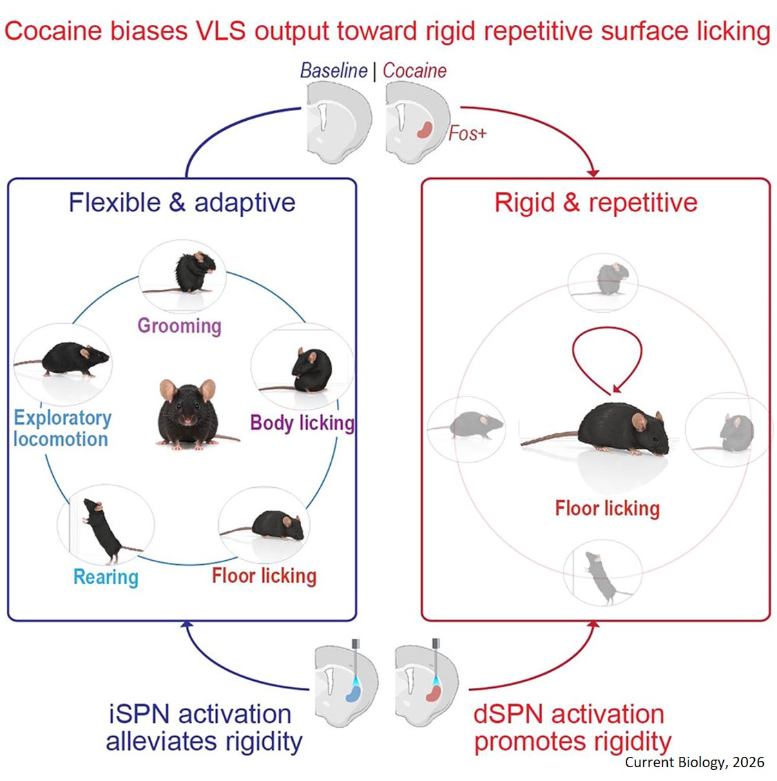 Cocaine hijacks a brain circuit that naturally supports flexible behavior
