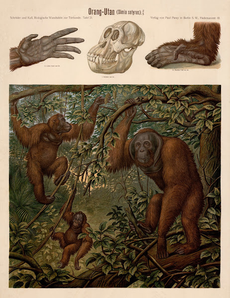 Orangutan Simia satyrus
