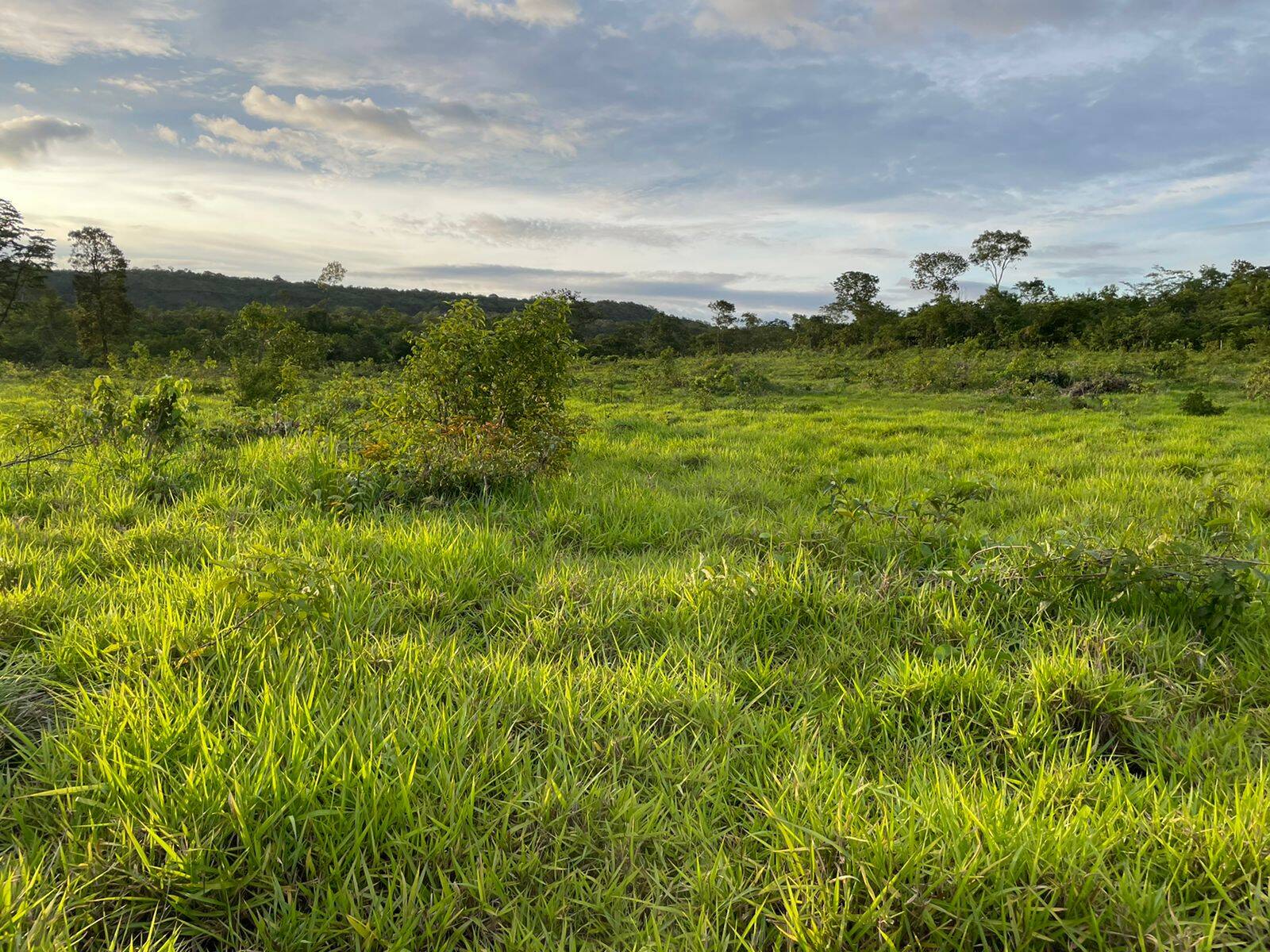 Fazenda em Campos Lindos - TO 2