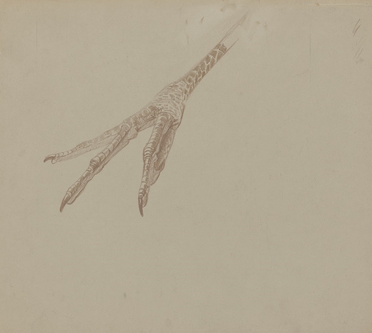 Vogelpoot 1873   1917