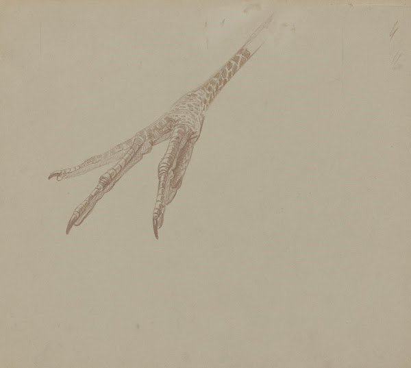 Vogelpoot 1873   1917