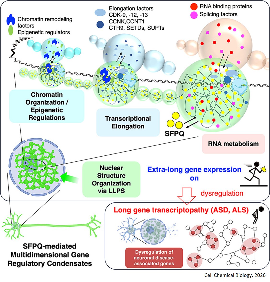 RNA-dependent SFPQ condensates coordinate multidimensional regulation of extra-long neuronal genes