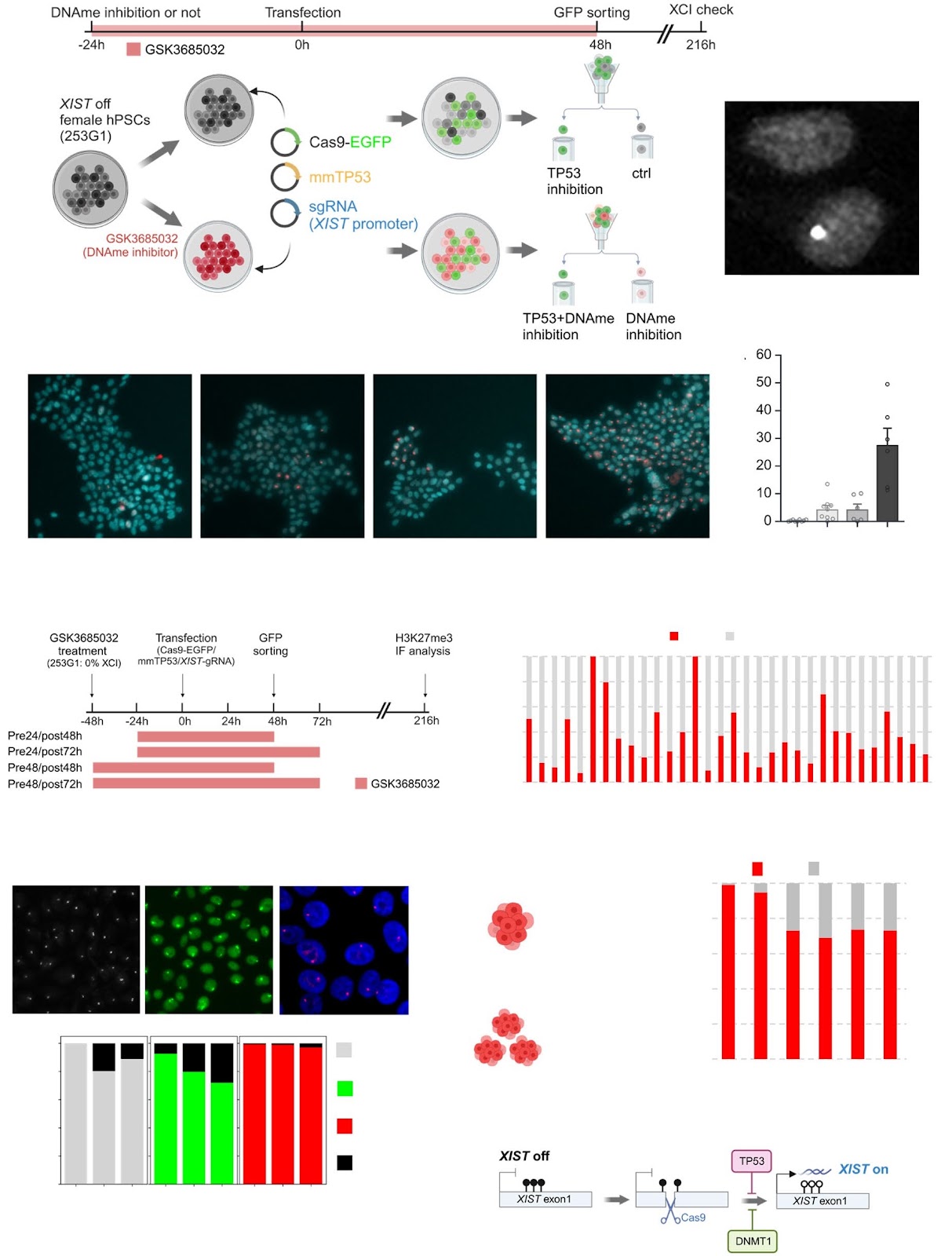Highly efficient XIST reactivation in female hPSC by transient dual inhibition of TP53 and DNA methylation during Cas9 mediated genome editing