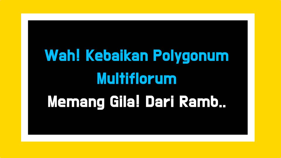 Wah! Kebaikan Polygonum Multiflorum Memang Gila! Dari Rambut Hitam Ke Anti-Penuaan, Ini Game-Changer Sebenar!