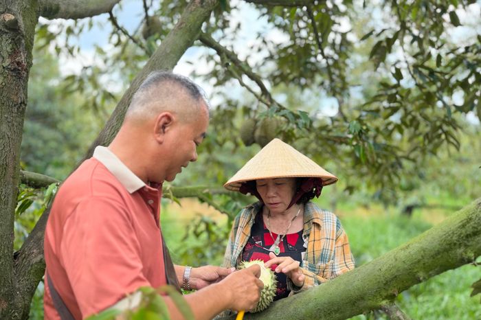 Cơn lao dốc của 'vua trái cây': Thương lái bỏ cọc, nhà vườn ôm nợ - Báo VTC News