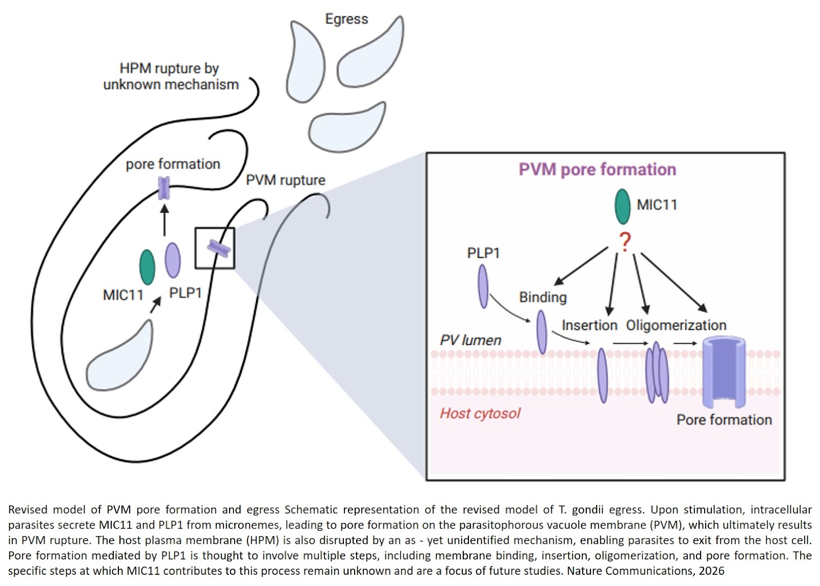 An in vivo fitness gene of Toxoplasma, MIC11, is essential for PLP1-mediated egress from host cells