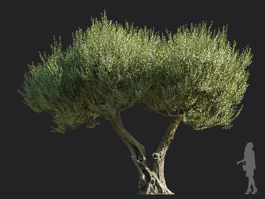 Maxtree - Plant Models Vol.113