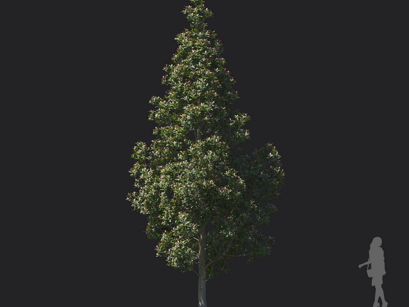 Maxtree - Plant Models Vol.121