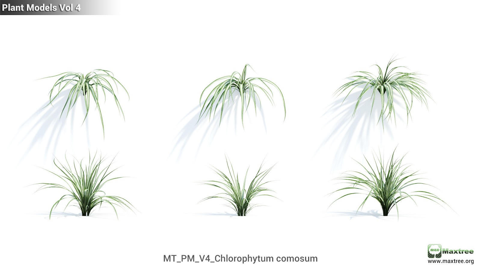 Maxtree - Plant Models Vol.4