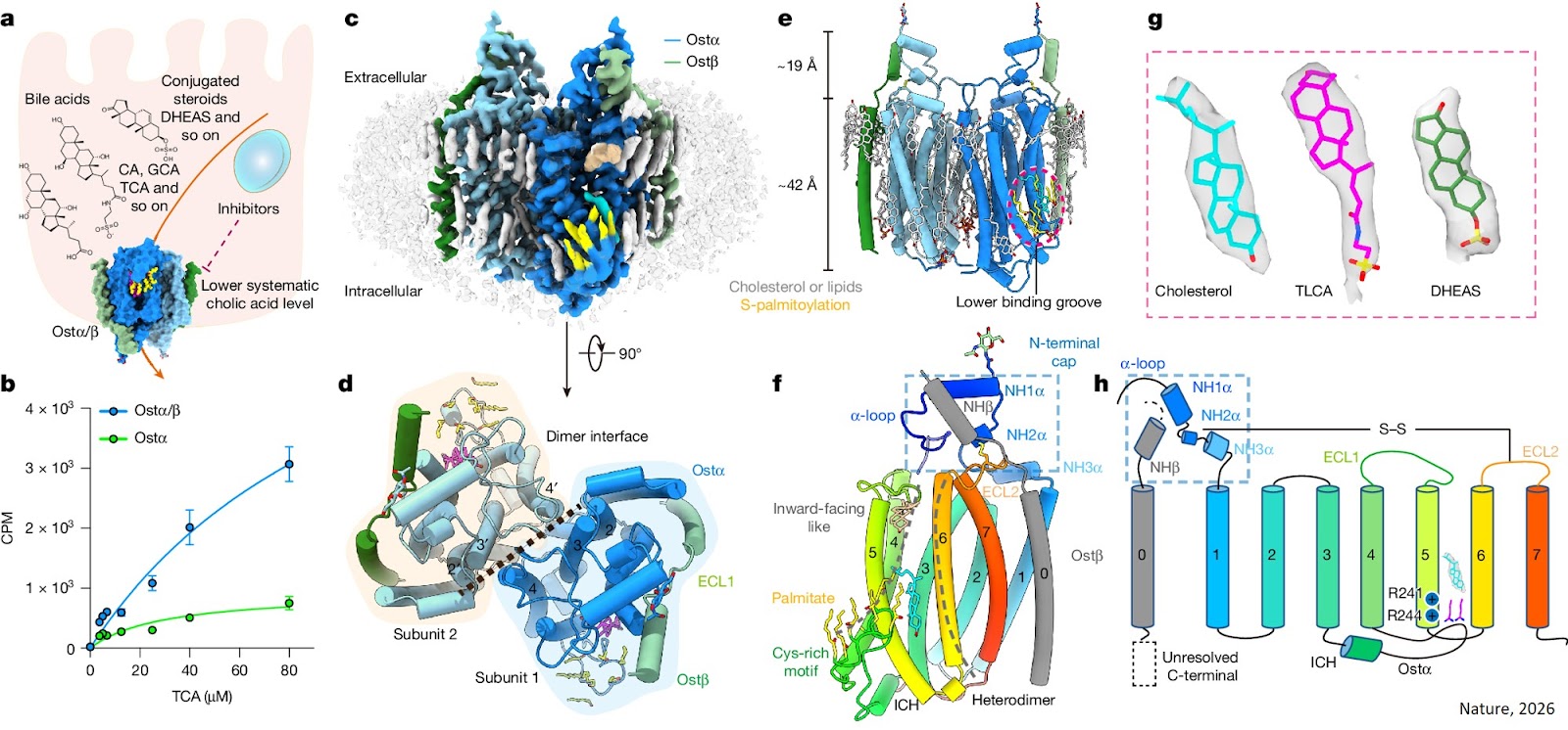 Bile acid transport mechanism