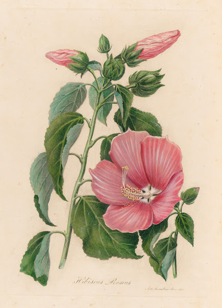Hibiscus Roseus 1818 1824