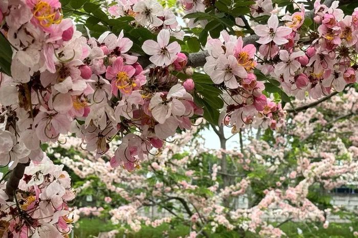 Ngắm vườn hoa anh đào đẹp nhất miền Tây - Báo Sài Gòn Giải Phóng