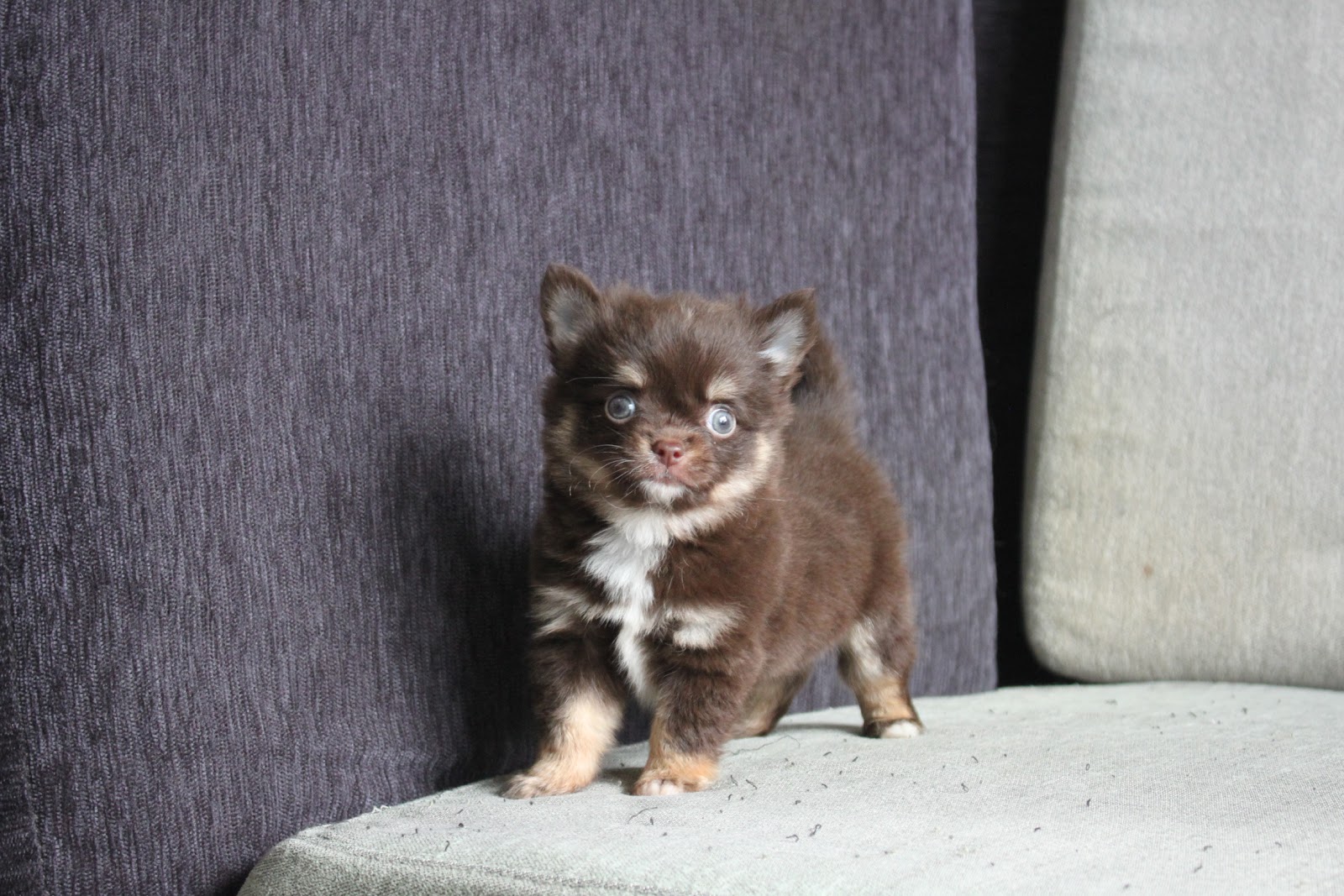 11/3出生 優質迷你長毛吉娃娃巧克力四目弟弟