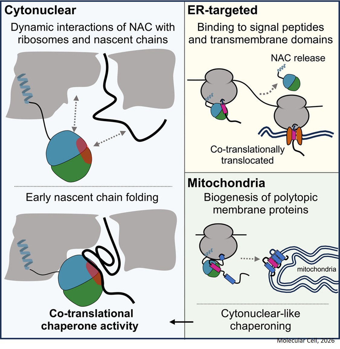NAC promotes co-translational protein folding at the ribosomal tunnel exit