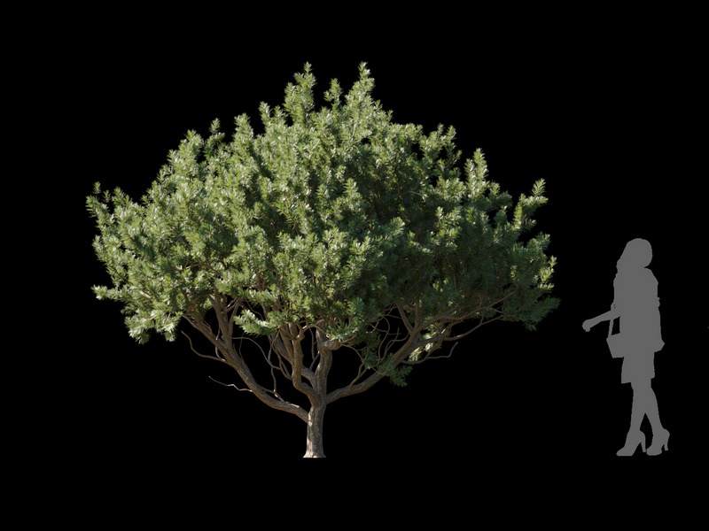 Maxtree - Plant Models Vol.120
