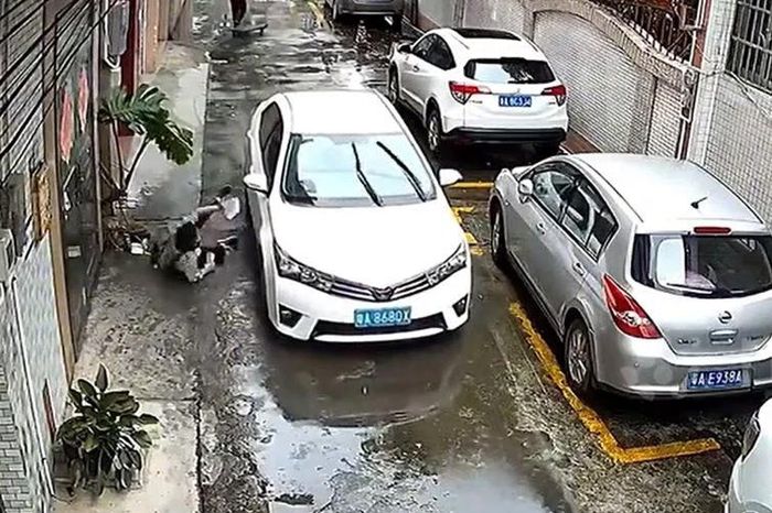 Cúi người tránh cành cây giữa trời mưa, người phụ nữ ngã đúng lúc ô tô lao tới - Tạp chí Doanh Nghiệp Việt Nam