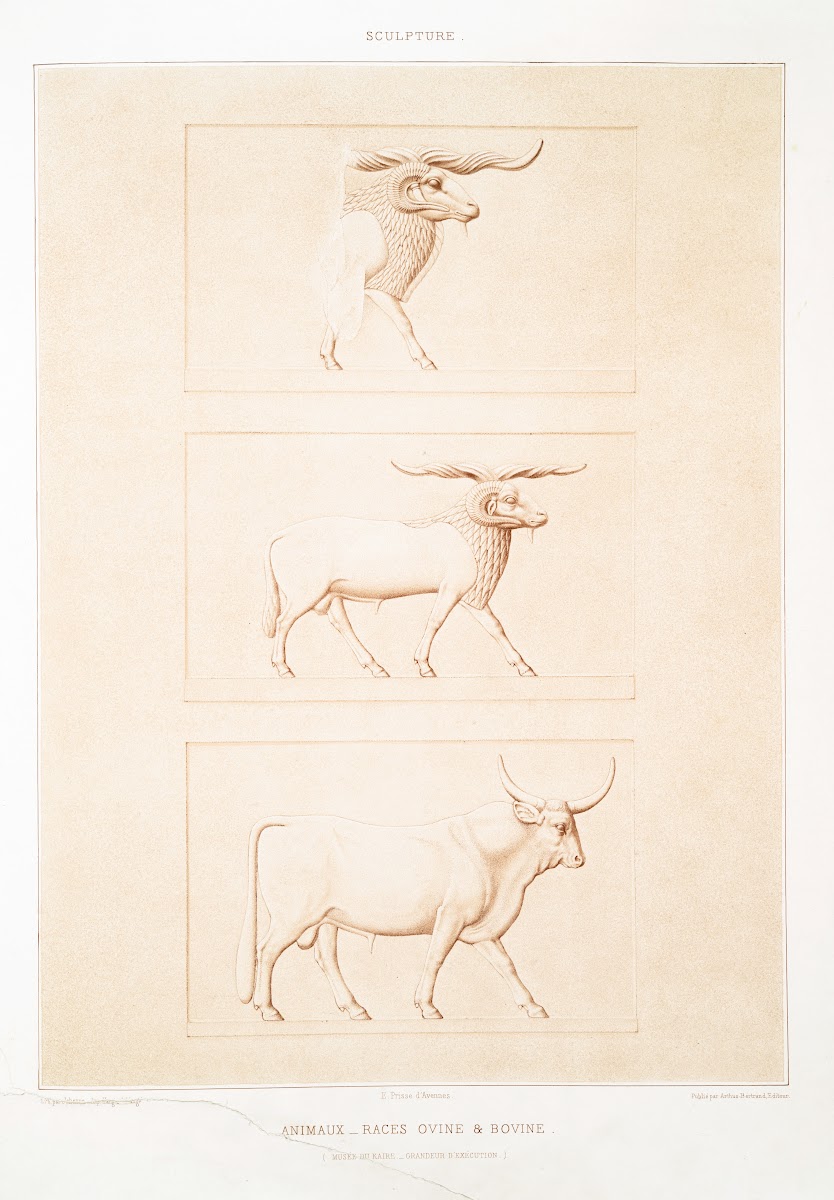 Sculpture animaux  races ovine  bovine Musée du Kaire  grandeur dexécution 1878