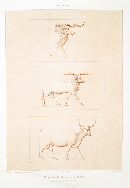 Sculpture animaux  races ovine  bovine Musée du Kaire  grandeur dexécution 1878