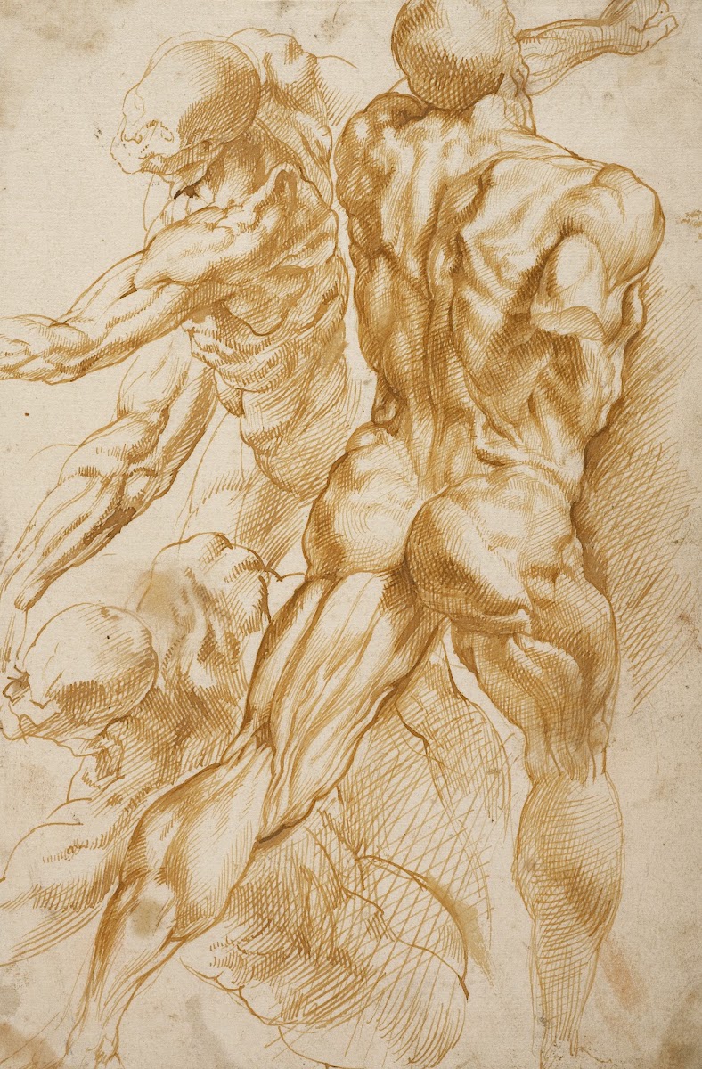 Anatomical Studies 16001605