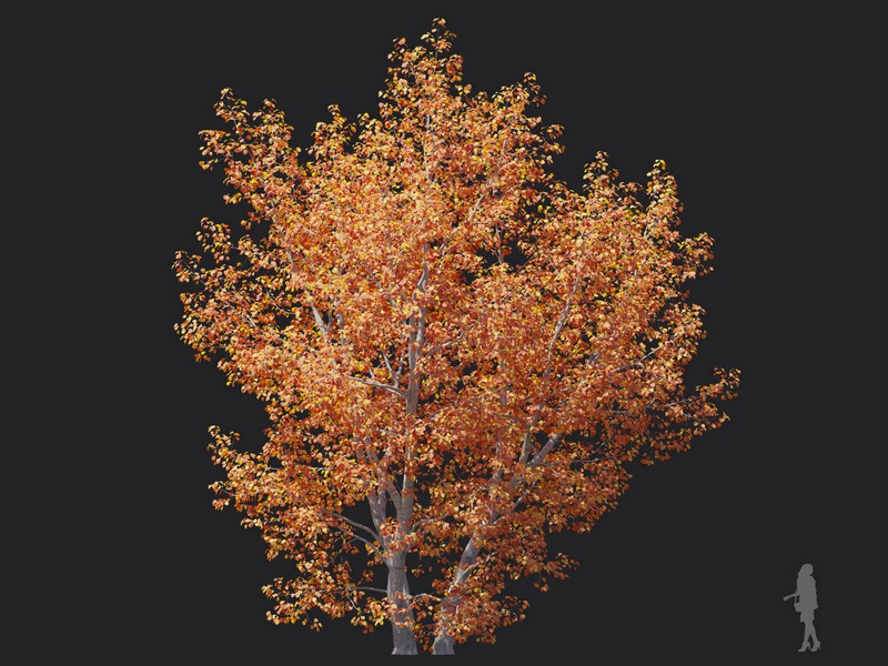Maxtree - Plant Models Vol.116