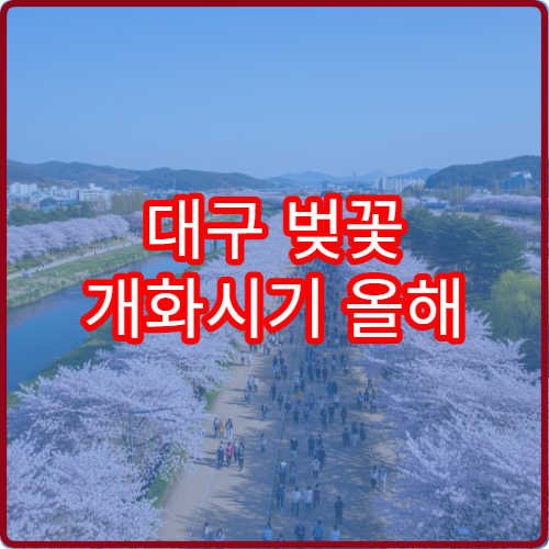 대구 벚꽃 개화시기 올해 벚꽃 절정 시기 언제
