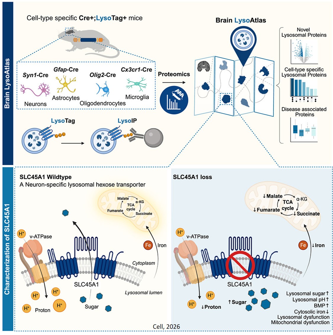 Cell-type resolved protein atlas of brain lysosomes identifies SLC45A1-associated disease as a lysosomal disorder