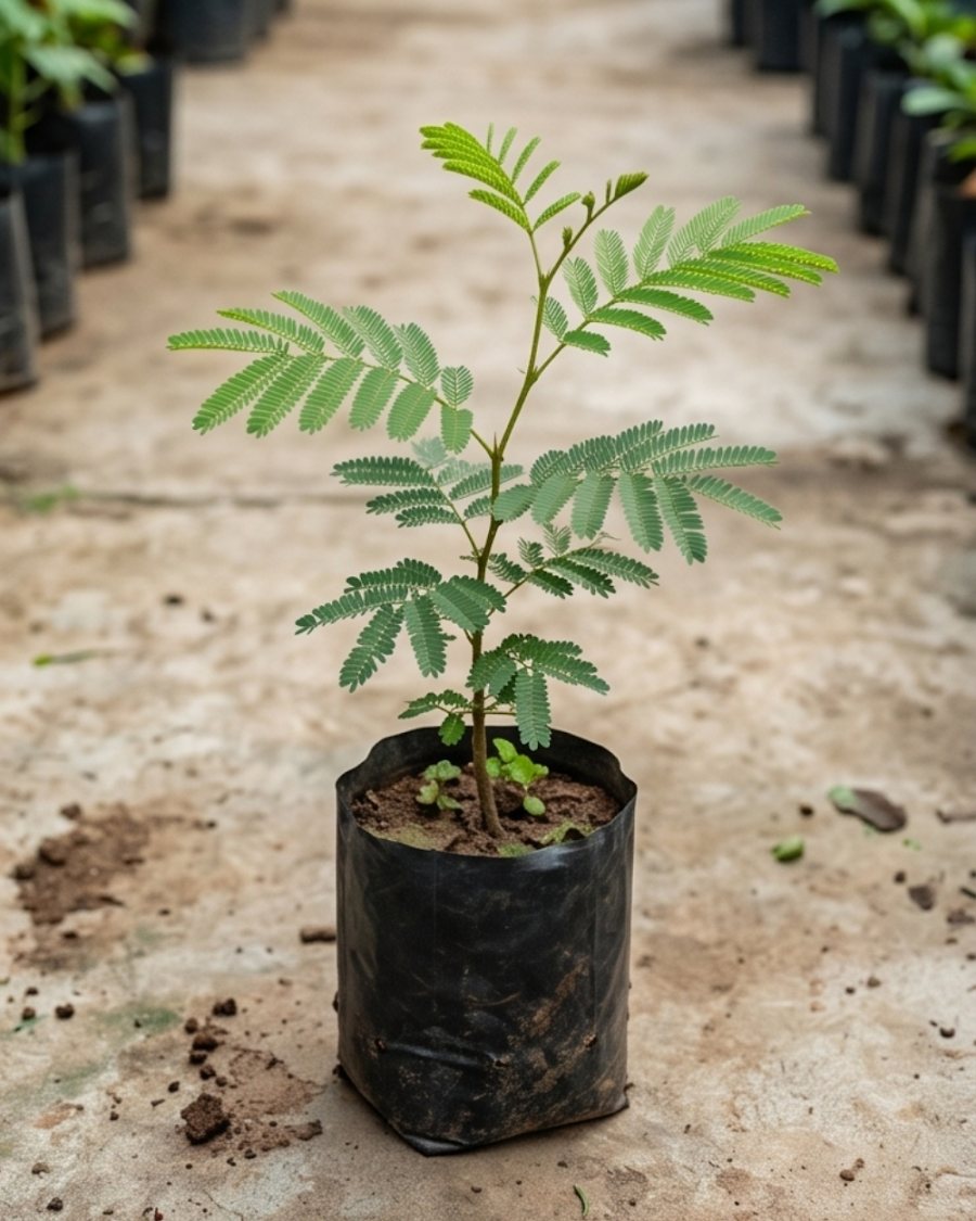 Shami Plant — view 3