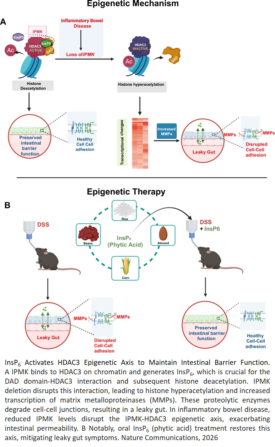 Phytic acid (InsP6) activates HDAC3 epigenetic axis to maintain intestinal barrier function
