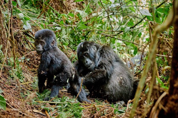 Bwindi frame 24