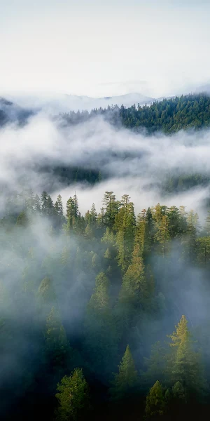 Foggy Forest, Mountain Range, Drone View, Landscape Nature 4K Wallpaper Background