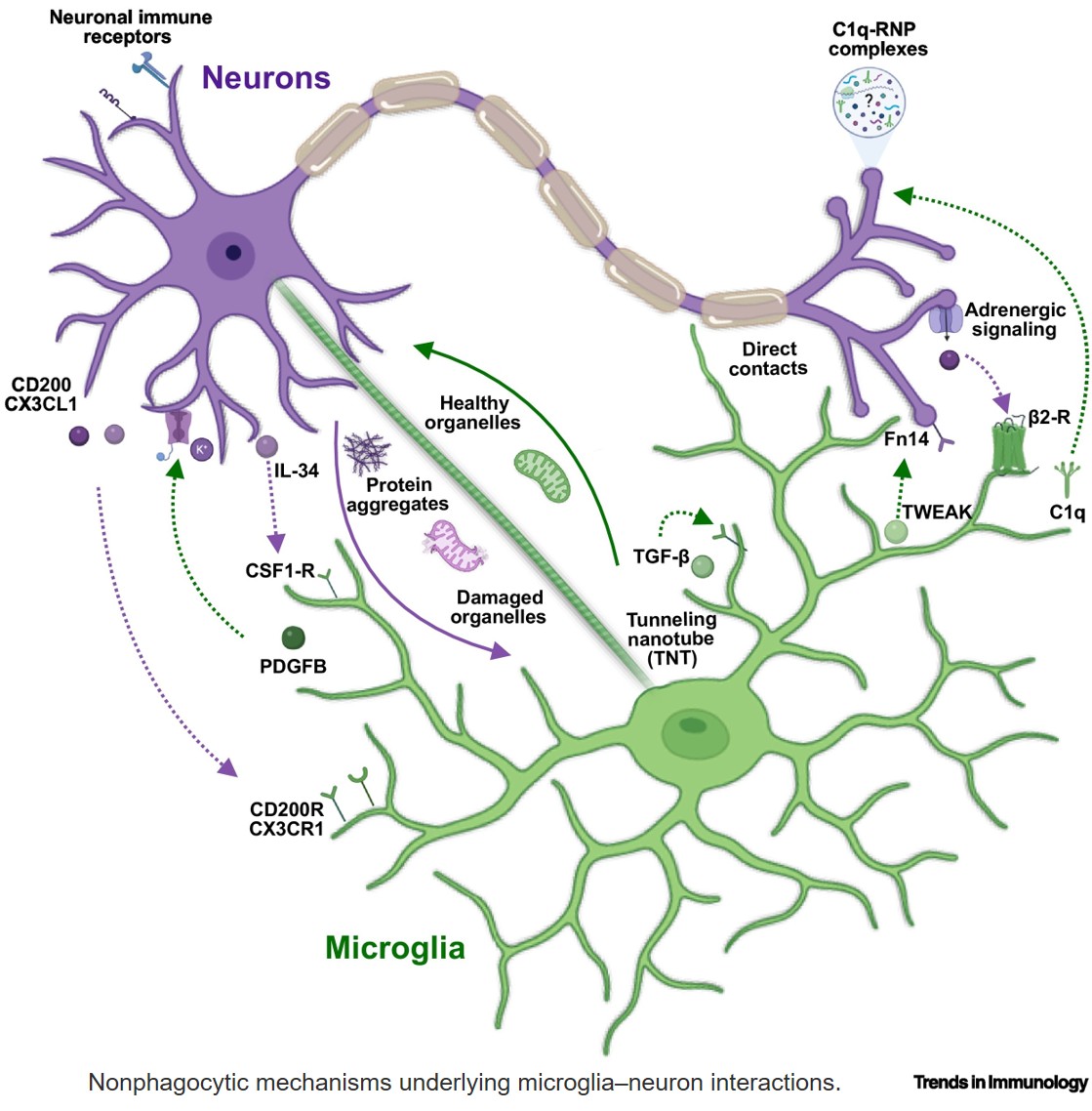 Microglia in systemic neuroimmune communication: functions beyond phagocytosis