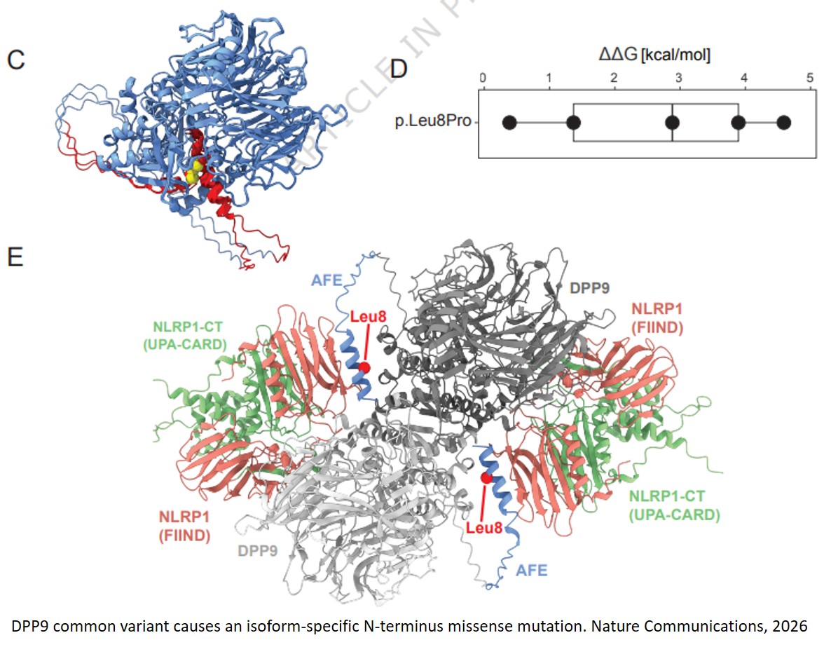 Disease-associated genetic variants can cause missense effects in tissue-specific protein isoforms
