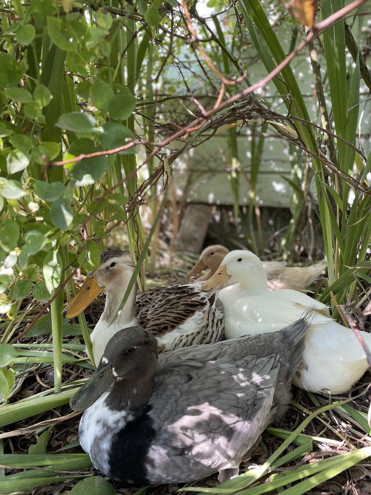 Silver Appleyard Duckling, Buff Duckling, Black Swedish Duckling, Duclair Duckling