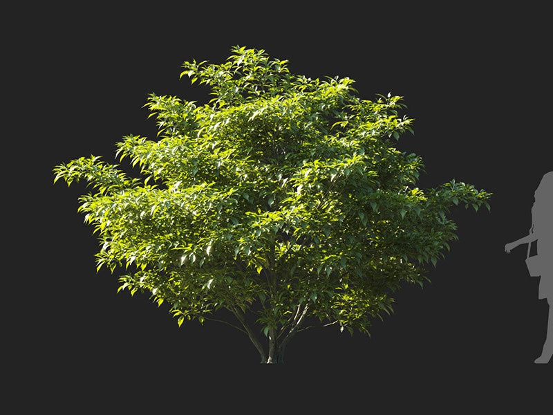 Maxtree - Plant Models Vol.122