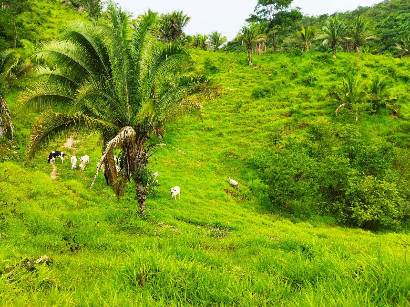 Fazenda em Padre Bernardo - GO 4