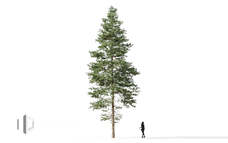 Maxtree - Plant Models Vol.9
