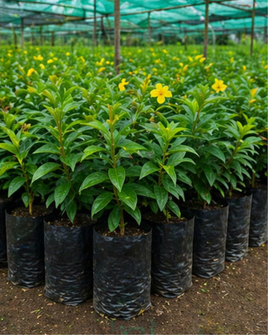 Allamanda Plant — view 6