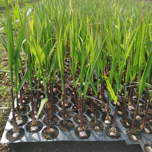 Transplanting industry
